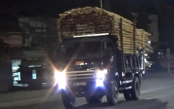 Hà Tĩnh: Ai tiếp tay xe quá khổ chở keo, tràm vào ban đêm?