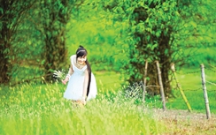 Hoa ô môi nở muộn