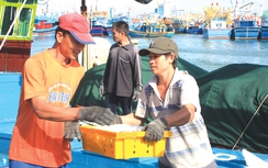 Ngư dân vẫn vươn khơi mặc 18.000 tàu Trung Quốc tràn vào biển Đông