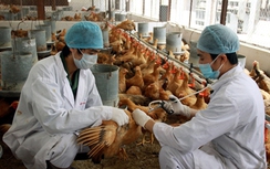 Cảnh báo nguy cơ lây nhiễm cúm gia cầm