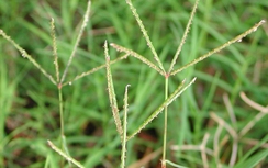 Cỏ gà hỗ trợ điều trị bệnh trĩ