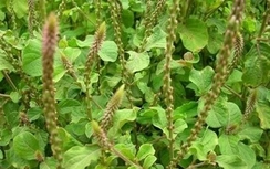 Cỏ xước chữa viêm gan