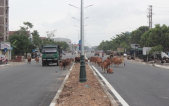 4 người Hà Tĩnh chết vì TNGT liên quan trâu bò thả rông