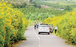 Lạc vào thiên đường dã quỳ