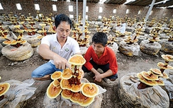 Cẩn trọng với dược liệu gắn mác ngoại “xách tay”