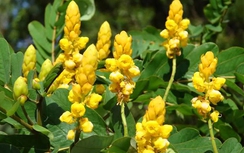 Cây muồng trâu chữa nóng gan, mẩn ngứa