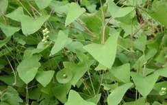 Thồm lồm gai giải nhiệt, tiêu độc