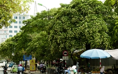 Nhạc sỹ Hồng Đăng nói gì khi Hà Nội khổ vì hoa sữa?