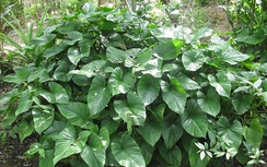 Thiên niên kiện trị phong thấp