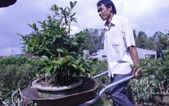 Mai Tết vùng lũ tăng giá ngay tại vườn