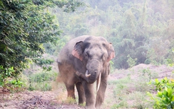 Hàng rào điện 85 tỷ bảo vệ người dân, voi rừng