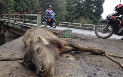 Rét hại kéo dài, nông dân Lào Cai khóc ròng