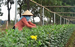 Dân Tây Tựu lo mất mùa hoa Tết