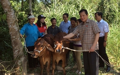 “Ngân hàng bò” của ông nghị giúp dân thoát nghèo