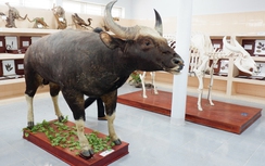 Chú bò tót “si tình” và chuyện “sinh con đẻ cái”