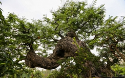 Choáng với cây cảnh chơi Tết 5 tỷ đồng