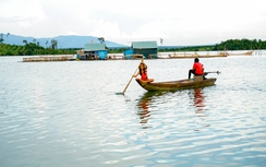 Phận đời du ngư trên lòng hồ Sê San