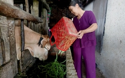Nông dân cho trâu bò ăn rau, củ vì... rớt giá