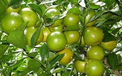 Quýt gai chữa phong thấp