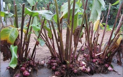 Khoai riềng trị viêm gan