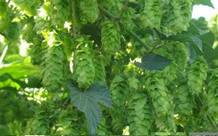 Hoa bia trị mất ngủ, tiêu hóa tốt