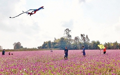 Háo hức thăm vườn hoa dừa cạn khổng lồ ở An Giang