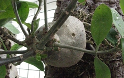 Kiến kỳ nam chữa đau nhức xương khớp