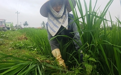 Nông dân Thanh Hóa méo mặt vì “lúa ma”