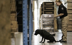 Anh dùng chó nghiệp vụ phát hiện thuốc nổ tại sân bay