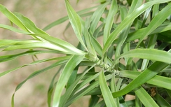 Bồng bồng chữa hen suyễn