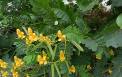 Muồng trâu chữa hắc lào