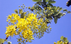 Muồng hoàng yến chữa rối loạn đường ruột