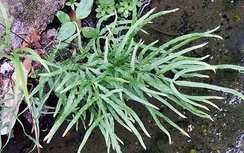 Cỏ phượng vĩ giải độc chữa viêm gan