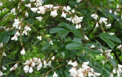 Dây cóc kèn chữa sốt rét