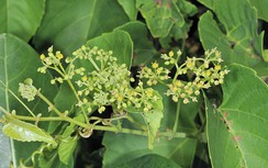 Chìa vôi trị đau lưng, thoái hóa xương khớp