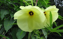 Vông vang chữa rắn cắn