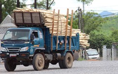 Quảng Bình: Xe chở keo tràm tung tăng ngay trước mặt CSGT