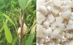 Thiên trúc hoàng chữa sốt cao, co giật