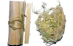 Trúc nhự chữa viêm đại tràng mạn tính