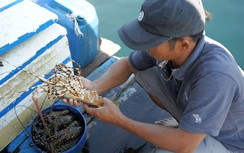 Tôm hùm chết hàng loạt, người nuôi điêu đứng