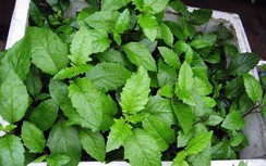 Rau bầu đất chống mỡ máu