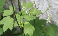 Thăng ma chống viêm, giảm đau