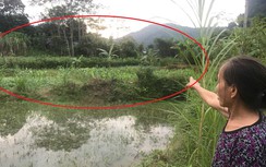 Không có ao nuôi vẫn được cấp... cá giống