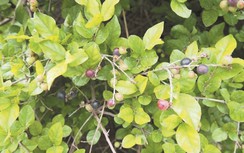 Canh châu chữa thủy đậu