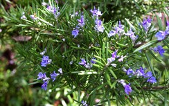 Hương thảo hỗ trợ tiêu hóa, giải nhiệt