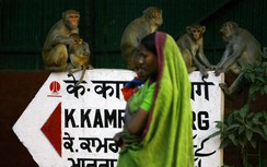 Khỉ quậy phá các văn phòng chính phủ Ấn Độ