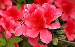 Đỗ quyên trị ngoại thương xuất huyết