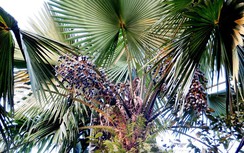 Quả cọ dừa bổ thần kinh, ổn định huyết áp