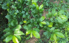 Duối chữa sâu răng, phong thấp