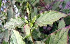 Cây ngưu tất chữa huyết áp cao, vữa xơ động mạch